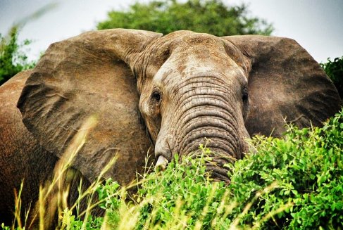 Three Nations Safari: Uganda, Kenya & Tanzania with Zanzibar Finale